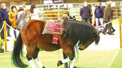 Exhibición de doma dun cabalo de pura raza galega. Foto: CDO