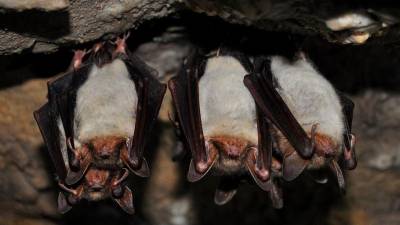 Murciélagos y coronavirus han evolucionado juntos durante millones de años. Foto: Pxfuel