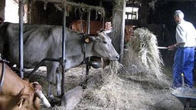 El santoral de las vacas gallegas