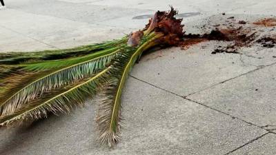 Restos da copa da palmeira que se desprenderon sobre a rúa na fin de semana. Foto: BNG