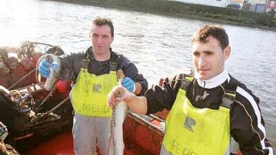 Escasez de lamprea en la primera semana de campaña en el Ulla
