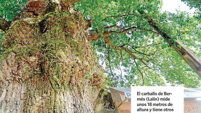 El centenario carballo de Bermés ya es 'senlleiro'