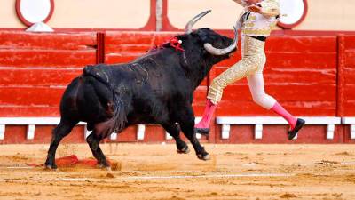 Más de 200.000 firmas contra la vuelta de las corridas de toros a Pontevedra por el aumento de casos COVID