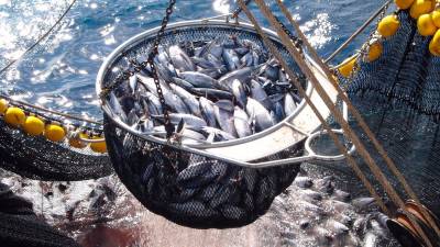 La industria del atún pide acuerdos comerciales equilibrados