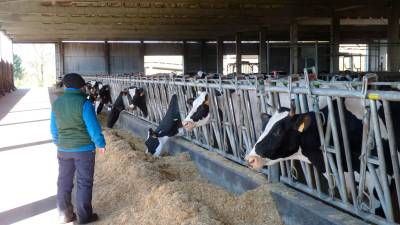 Vacas en una explotación láctea de Santa Comba. Foto: M. M. O.