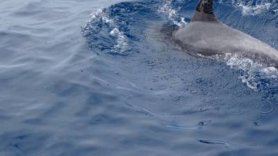 Avistado un delfín impregnado de petróleo en Canarias. Fotografía cedida a Greenpeace por Juan Maestro