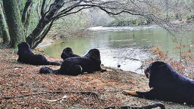 Los cuatro perros de Patricia Fernández descansando cerca del sitio donde hallaron el cuerpo de María Cardama. Foto: P.F.