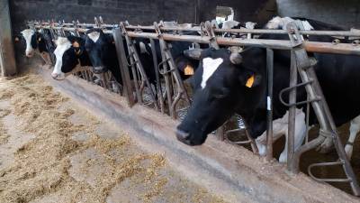 Volve a polémica ao campo galego: o prezo do leite segue sen subir