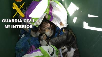 Crías de gato halladas en un contenedor de basura por cuya muerte la Guardia Civil investiga a un vecino de Curtis (A Coruña). - GUARDIA CIVIL