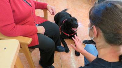 Momento dunha sesión terapéutica con cans no centro de Afaber, en Carballo. Foto: Afaber