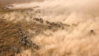 Cientos de elefantes escapan de un área en llamas del Sudd, la pradera inundada del Sáhara, en Sudán. (Autor, George Steinmetz. Fuente, www.nationalgeographic.es)