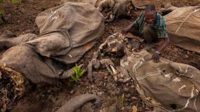 Un hombre acaricia con pena la piel desecada de un elefante africano en el Parque Nacional de Bouba Ndjidah, en Camerún. La matanza masiva de 650 elefantes en febrero de 2012 se consideró una de las más numerosas en décadas. (Autor, Brent Stirton. Fuente, www.nationalgeographic.es)
