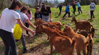 O FIEITOSO. Alumnos del Brea Segade dando de comer a las cabras del colectivo Fousas ó Monte y de la comunidad O Fieitoso. F: Fousas ó Monte