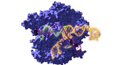 IMAGEN de Cas9, una enzima endonucleasa asociada con el sistema CRISPR, actuando sobre el ADN objetivo. Foto: Antonio Reifs (CIC nanoGUNE)