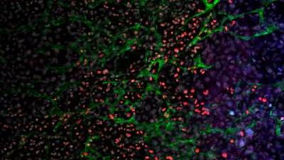 Cuerpo embrionario de ratón con múltiples tipos celulares (en diferentes colores) generado en cultivo después de la expresión de miR-203 en células madre. Foto: CNIO