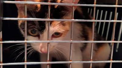 Denuncian el abandono de camadas de gatitos en las colonias felinas de Santiago