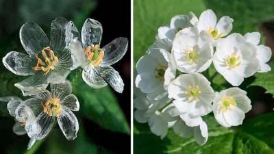 Una flor que se vuelve transparente cuando llueve. (Fuente, www.genial.guru)