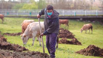 Roberto extiende estiércol en la finca donde pastan sus vacas del barrio de A Tolda, en Lugo, una actividad dañada brutalmente por la crisis. Foto: E.P./Carlos Castro 