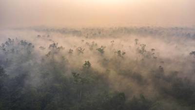 2015 Indonesia. Estos incendios generaron cerca del 3% de las emisiones de gases de efecto invernadero de ese año. Se destruyeron aproximadamente 1,7 millones de hectáreas de tierras forestales en las regiones de Sumatra y Borneo. Muchas especies se vieron amenazadas con estos incendios, fue el caso de una tan emblemática como es el orangután. (Fuente, www.muyinteresante.es)