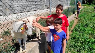 JUNTO AL PATIO. En el recreo, los niños juegan con las cabras que pastan junto al patio.