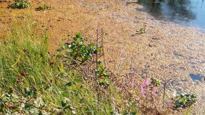 O xacinto de auga está a pór en perigo as zonas húmidas galegas co seu rápido crecemento. Foto: Adega