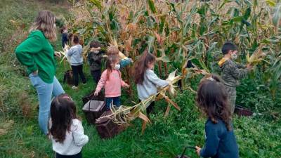 Los chiquillos del Campanario recogieron el maíz. Foto: C.M.B.