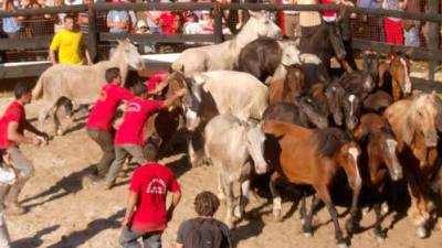 Un momento da rapa das bestas no curro vimiancés do Campo da Areosa. Foto: Concello de Vimianzo