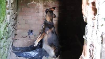 El perro fue localizado en un alpendre colgado de una cadena. Foto: Guardia Civil
