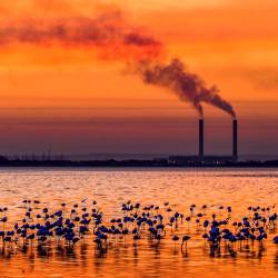 Grupo de flamencos reunidos durante la puesta de sol con la fábrica metalúrgica de la ciudad de Kuwait de fondo. (Autor, Raed Cutena. Fuente EFE)