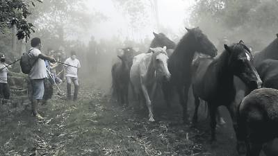 La bajada de los animales del monte al curro entre la neblina dejó algunas estampas muy bonitas