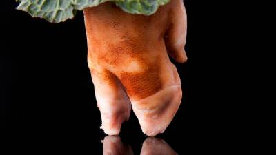 Foto de un grelo rodeando la pezuña de una pata de cerdo simulando una falda. FOTO: www.ladiapo.com