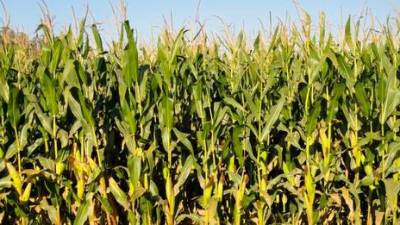 Plantación de millo. Foto: Unións Agrarias