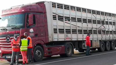 Revisión de un camión cargado con animales vivos. Foto: E. Press
