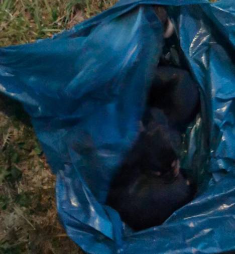 Final feliz para dous dos cachorros que atoparon dentro dunha bolsa do lixo