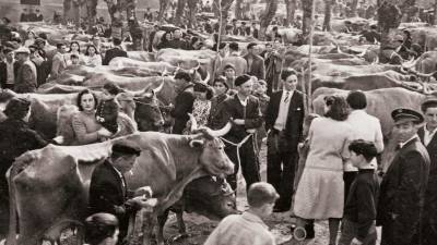 Fotografía de la feria de ganado que se celebraba en el campo da Atalaia sonense y que fue realizada en 1953.