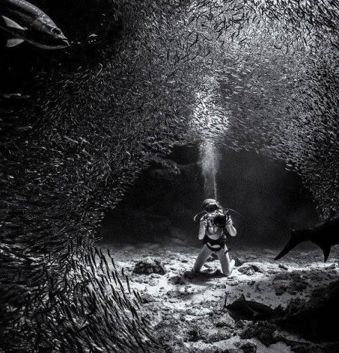 Túnel de mercurio. “Cientos de miles de estos peces diminutos fluyen como mercurio intentando evitar convertirse en una cena para el enorme sábalo de la zona. En este momento, apareció un túnel entre mi esposa y yo. Me emocionó captar el momento”. Relata su autor. (Autor, Ken Kiefe. Fuente, National Geographic)