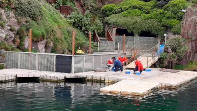 Operarios cas focas do Aquarium Finisterrae, que os maiores e Brión poderán visitar. Foto: AF