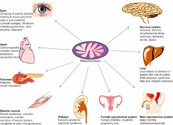 Incluso patologías tan dispares como el Parkinson o el Alzheimer, las migrañas o la impotencia masculina pueden estar directa o indirectamente relacionadas con una disfunción mitocondrial.