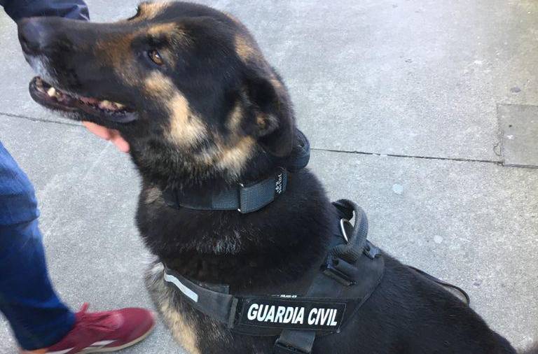 Perro de la Unidad Canina de la Guardia Civil que participó en el registro de la vivienda de Fisterra. Foto: Guardia Civil