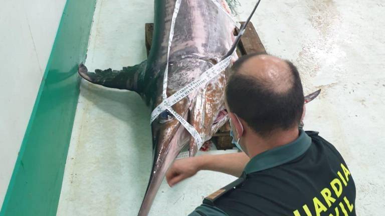 Imagen del pez espada decomisado por la Guardia Civil. GUARDIA CIVIL