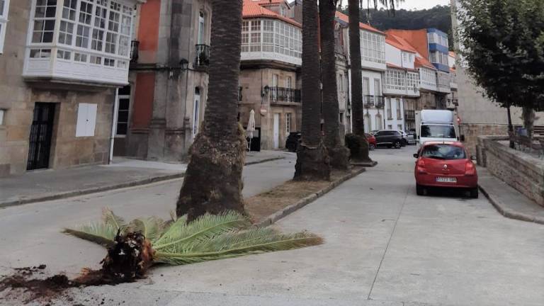 Restos da copa da palmeira que caeu á rúa na praza Castelao. Foto: Sempre Corcubión
