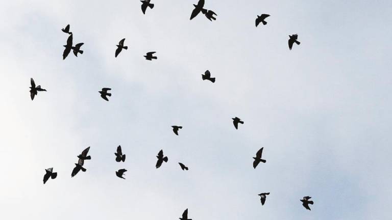 Una bandada de cuervos volando sobre el polígono de A Sionlla. Foto: Antonio Hernández