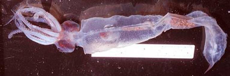 <b>Galiteuthis Glacialis</b>. Como el Megalocranchia Fisheri, este calamar es una especie de calamar de cristal que se encuentran en el océano Antártico. La aleta tiene forma de lanceta y su extremo posterior se asemeja a una aguja corta y delgada. Su cabeza es pequeña con ojos grandes con <a rel="nofollow" href="https://en.wikipedia.org/wiki/Photophore" target="_blank">fotóforos</a>. (Fuente, tolweb.org)