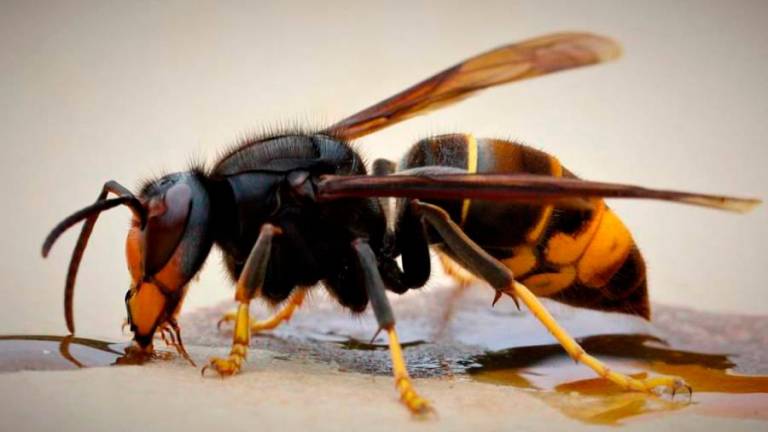 Imaxe da vespa velutina. Foto: fapas.es