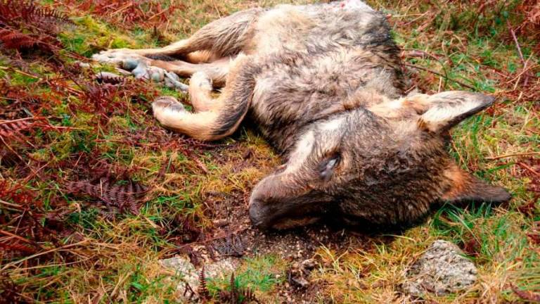 Imagen de un lobo muerto en un monte de la comunidad gallega. Foto: Adega