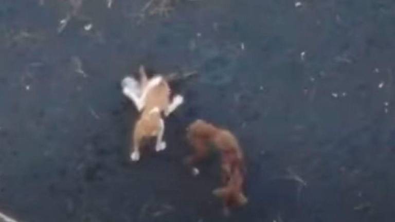 Desaparecen los perros del estanque de La Palma