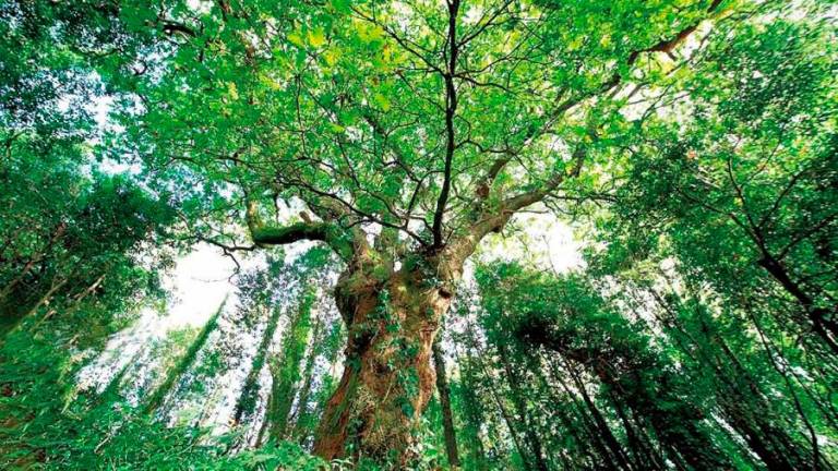 O Concello lanza a candidatura do Carballo de Conxo a Árbore Europea 2022 e a campaña Patrimonio Natural