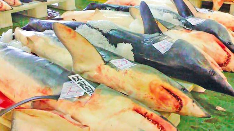 Ejemplares de tiburones descargados por la flota gallega en puertos de la comunidad. Foto: ECG