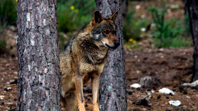 UUAA está preocupado ante la falta de ayudas por los ataques del lobo
