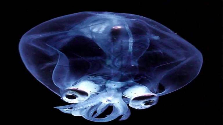 <b>Calamar de cristal</b>. Se encuentran en las profundidades medias del océano, donde podemos observar más de 60 especies diferentes. Su único órgano visible es la glándula digestiva y contiene órganos luminosos en sus tentáculos y ojos gracias a sus órganos <a rel="nofollow" href="https://en.wikipedia.org/wiki/Photophore" target="_blank">fotóforos</a>. (Fuente, youtube.com)